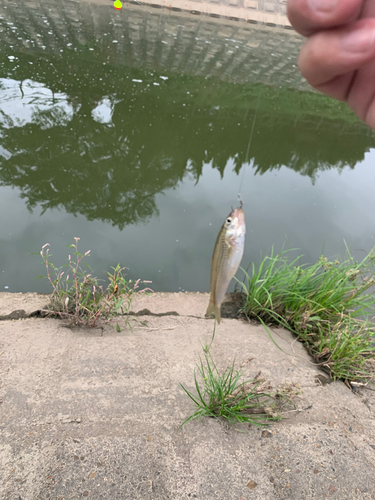 モロコの釣果