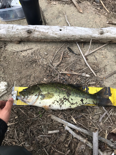 ブラックバスの釣果