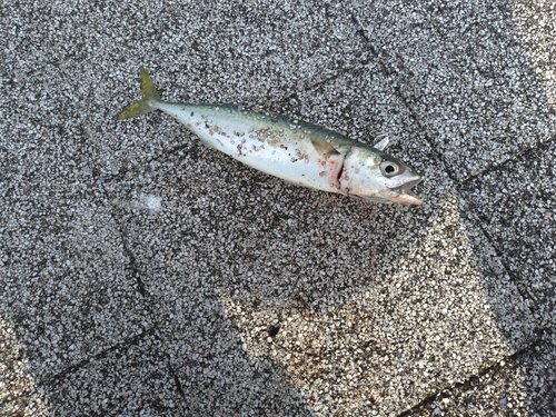 サバの釣果