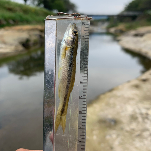 アブラハヤの釣果