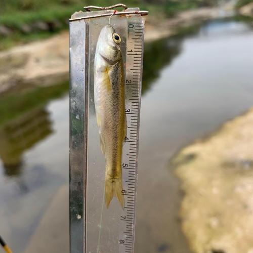 アブラハヤの釣果