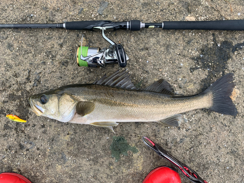 シーバスの釣果