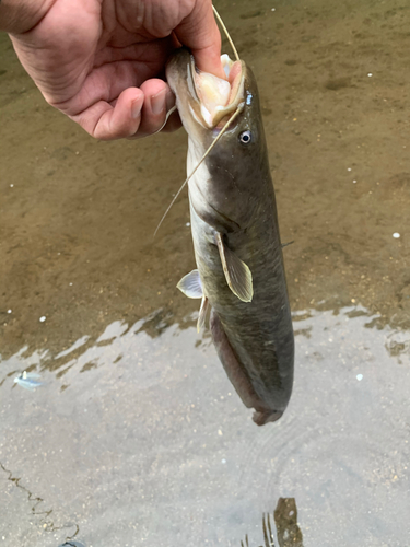 ナマズの釣果