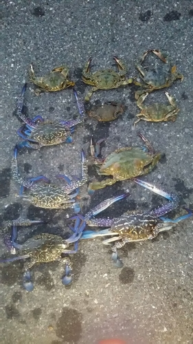 タイワンガザミの釣果