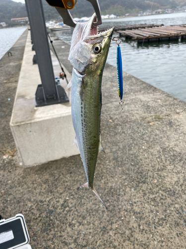 サゴシの釣果