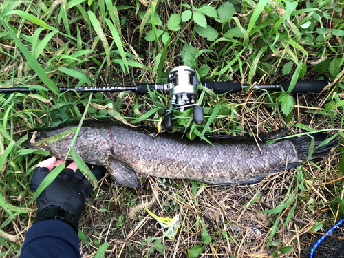 カムルチーの釣果