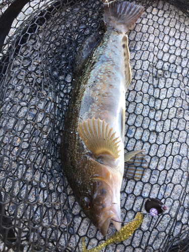 アイナメの釣果