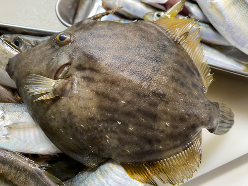 カワハギの釣果