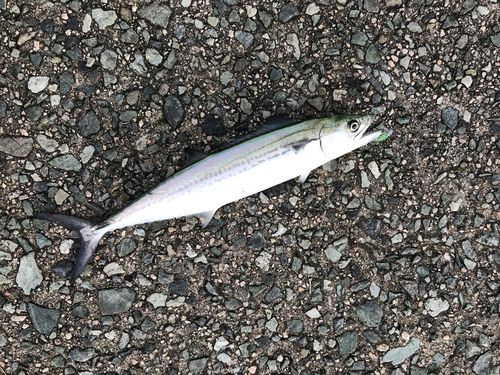 サゴシの釣果