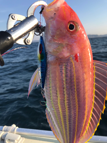 イトヨリダイの釣果