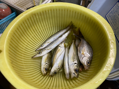 アジの釣果