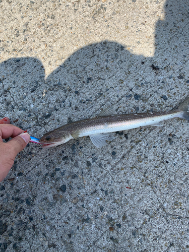 マエソの釣果