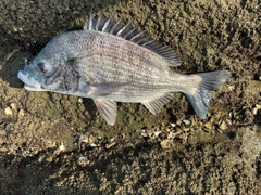 クロダイの釣果