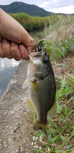 ブラックバスの釣果