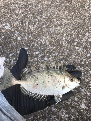 アイゴの釣果