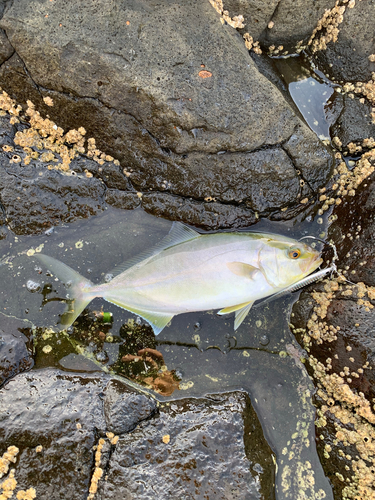 ショゴの釣果