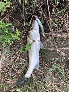 フッコ（マルスズキ）の釣果