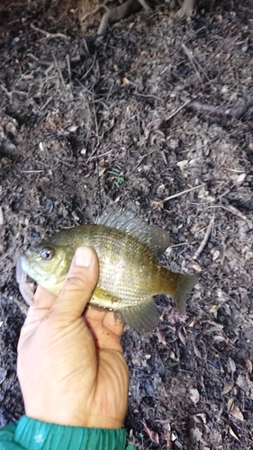 ブルーギルの釣果