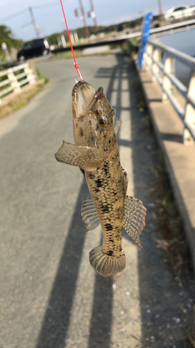 ハゼの釣果