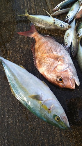 イナダの釣果