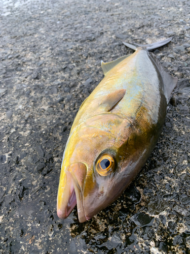 カンパチの釣果