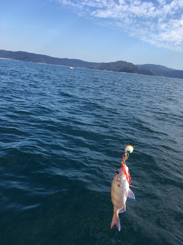 タイの釣果