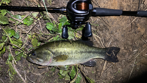 ブラックバスの釣果