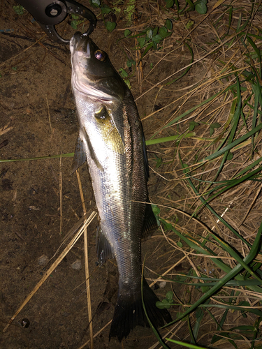 セイゴ（マルスズキ）の釣果