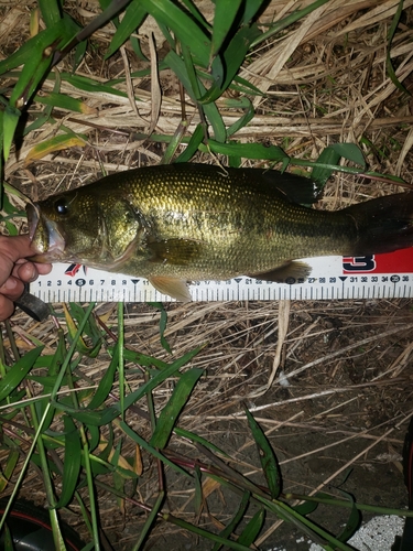 ブラックバスの釣果