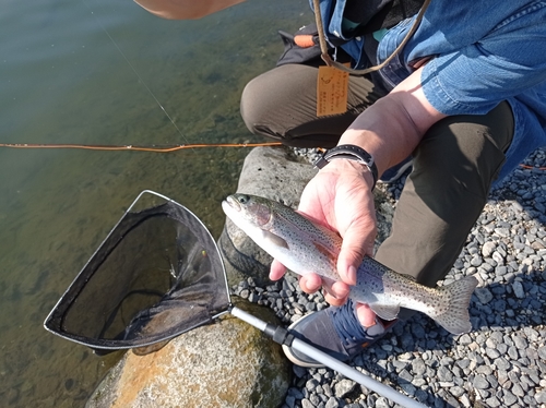 ニジマスの釣果