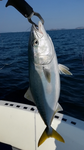 ツバスの釣果