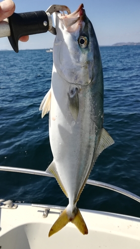 ツバスの釣果