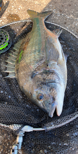 クロダイの釣果