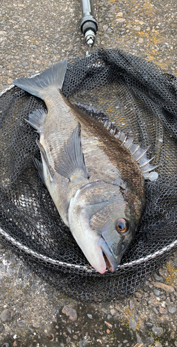 クロダイの釣果