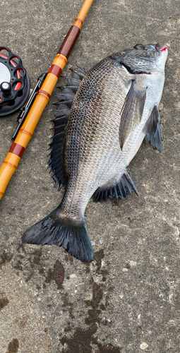 クロダイの釣果