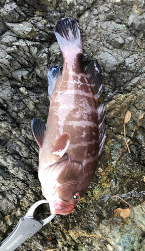 マハタの釣果