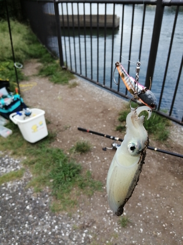 コウイカの釣果