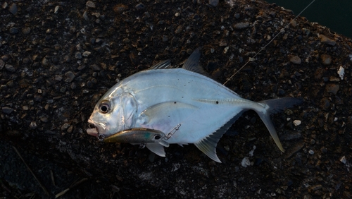 メッキの釣果