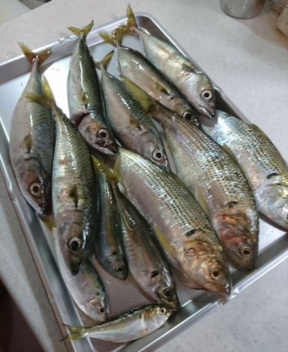 サバの釣果