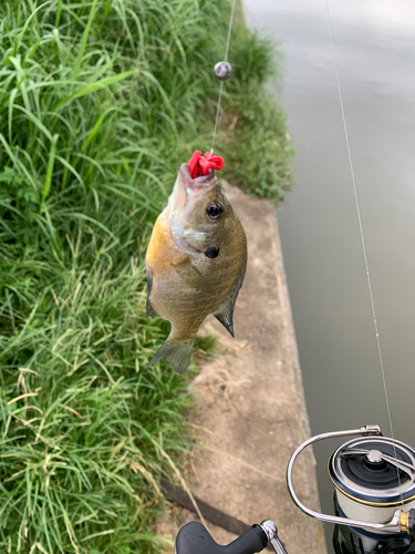 ブルーギルの釣果