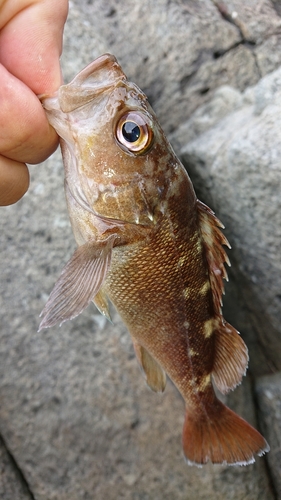 ガヤの釣果