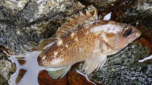 ガヤの釣果