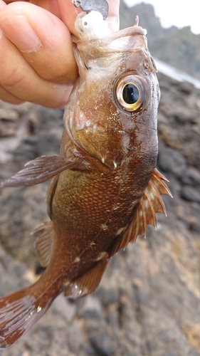 ガヤの釣果