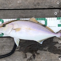 ショゴの釣果