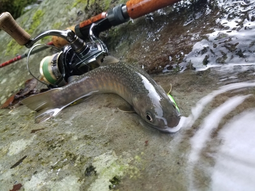 イワナの釣果