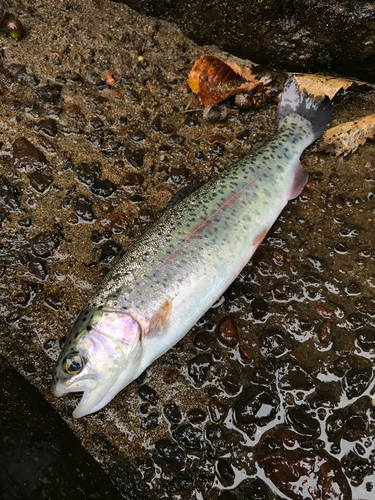 ニジマスの釣果