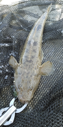 マゴチの釣果