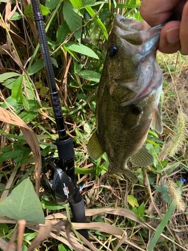 ラージマウスバスの釣果