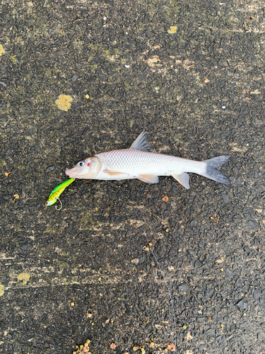 ニゴイの釣果