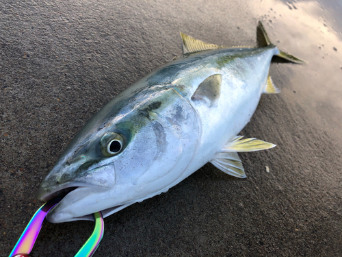 イナダの釣果